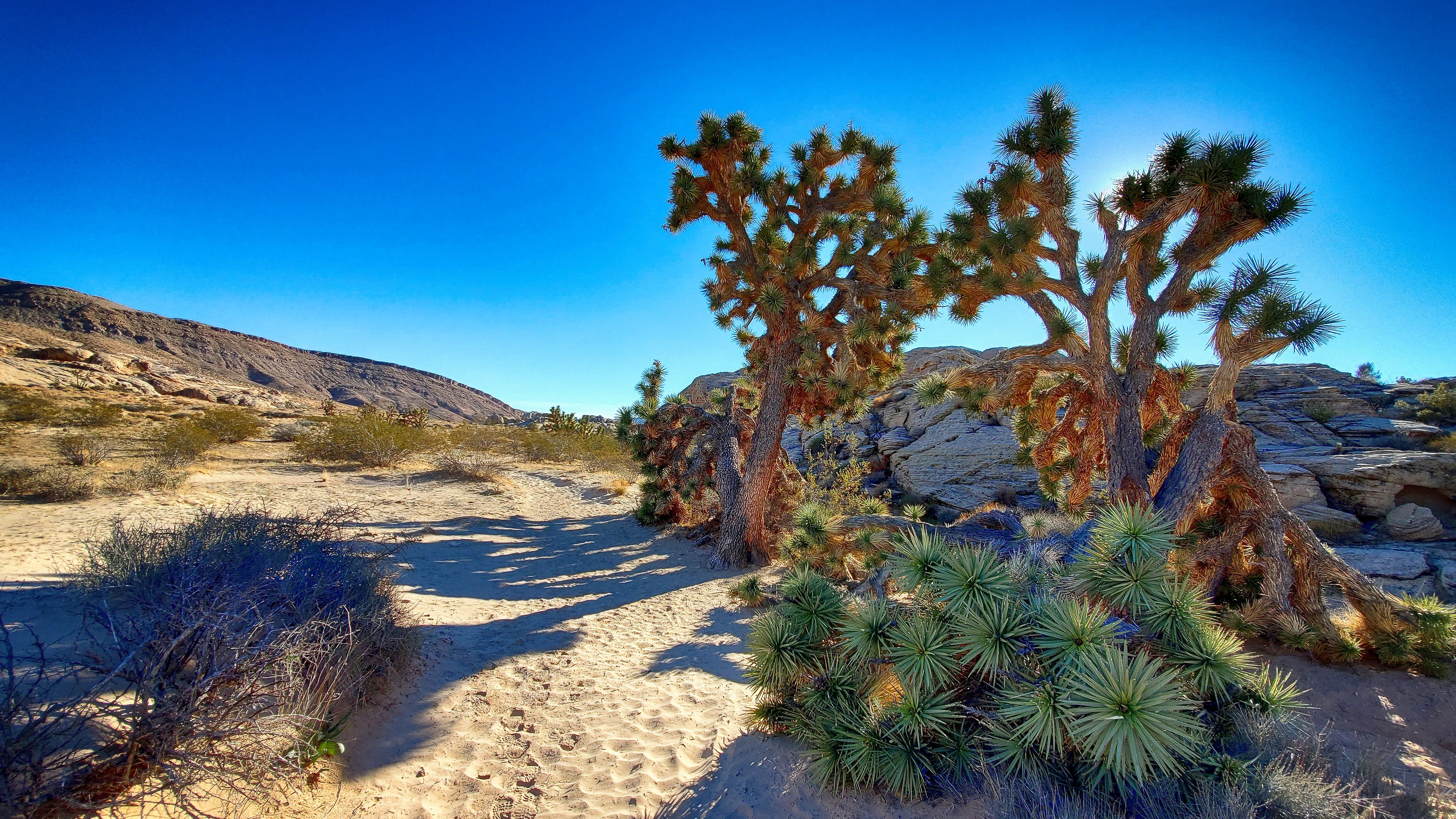 Joshua Tree Desert
